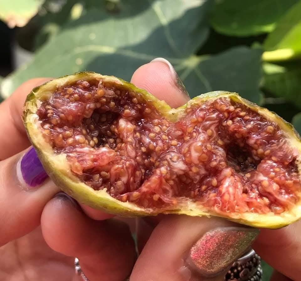 小果迷-种植爱好者交流互动平台