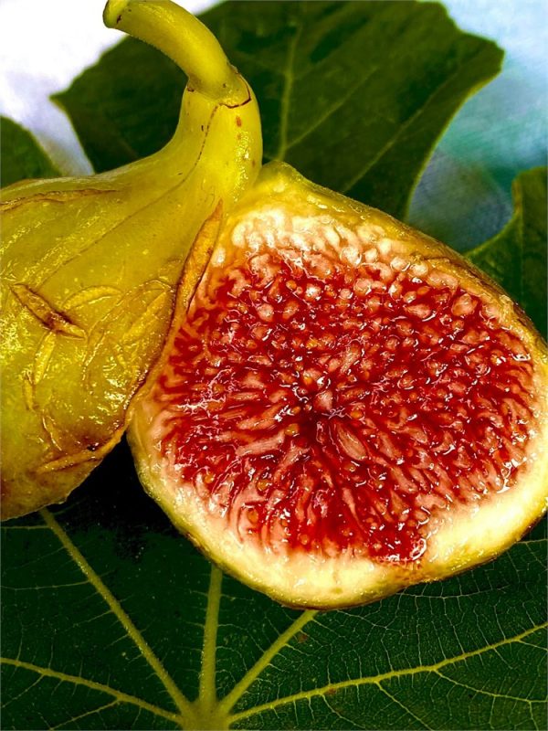 小果迷-种植爱好者交流互动平台