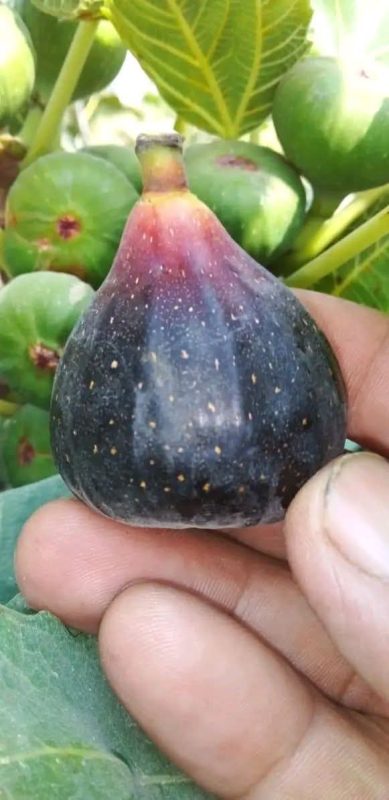 小果迷-种植爱好者交流互动平台