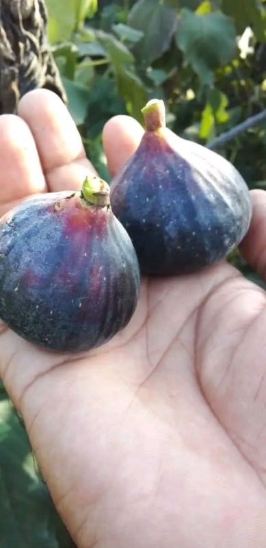 小果迷-种植爱好者交流互动平台