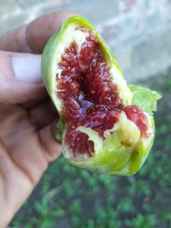 小果迷-种植爱好者交流互动平台