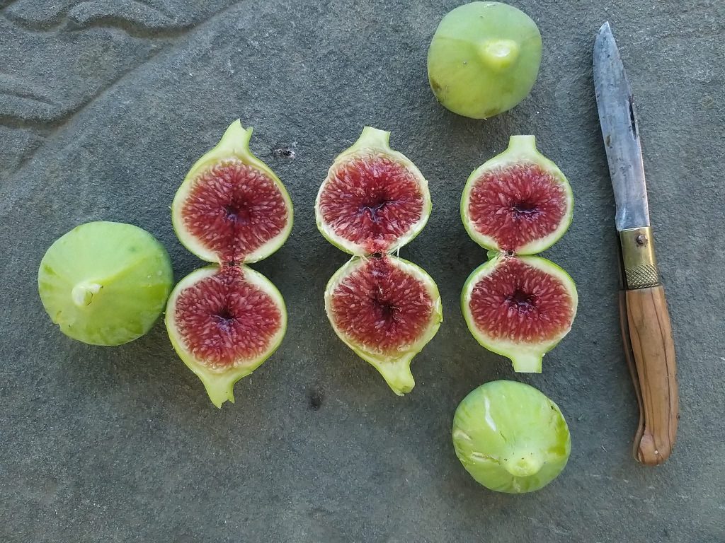 小果迷-种植爱好者交流互动平台