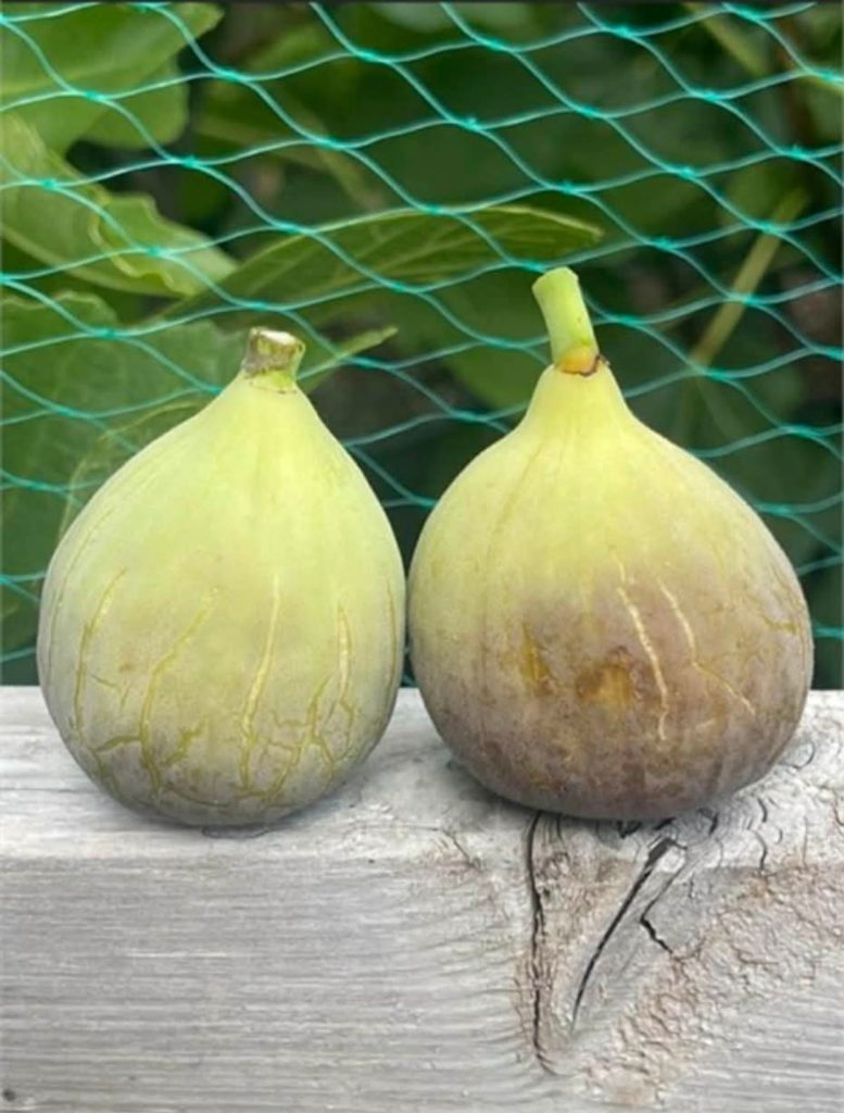 德萨蓬塔 De Sa Punta MP(小果迷)-小果迷