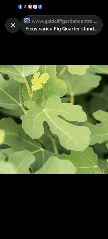 小果迷-种植爱好者交流互动平台