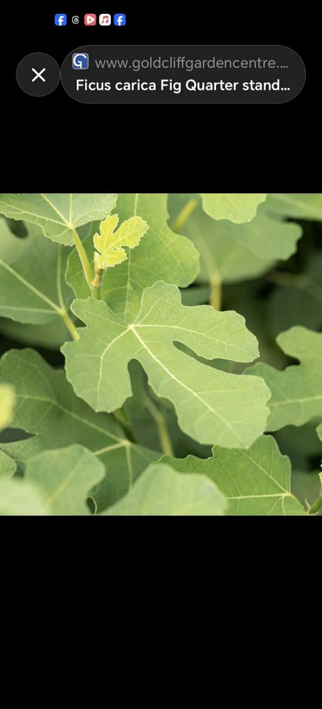 小果迷-种植爱好者交流互动平台