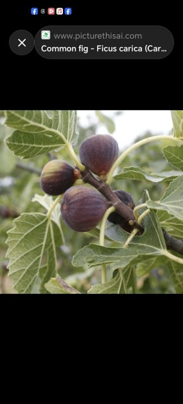 小果迷-种植爱好者交流互动平台