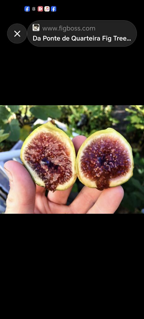 小果迷-种植爱好者交流互动平台