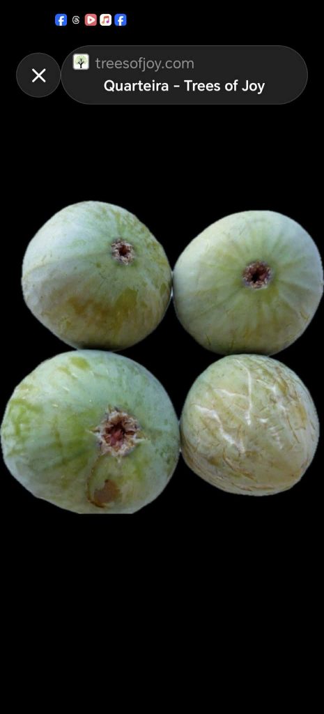 小果迷-种植爱好者交流互动平台