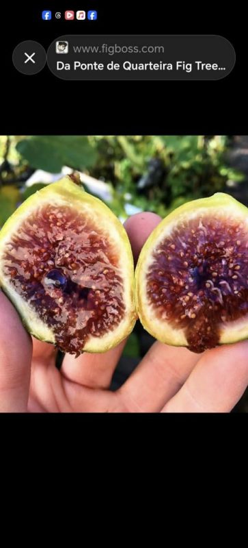 小果迷-种植爱好者交流互动平台