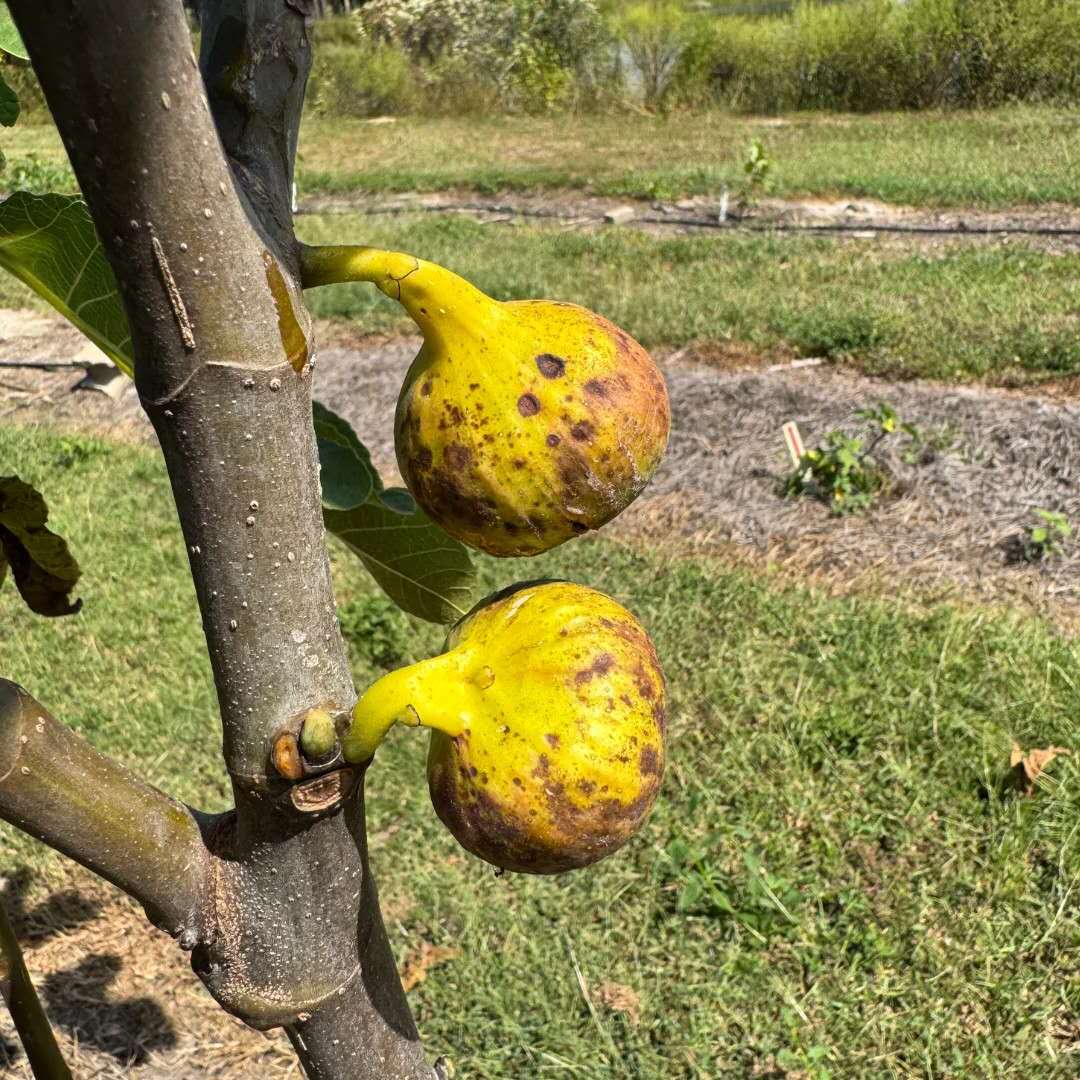 小果迷-种植爱好者交流互动平台