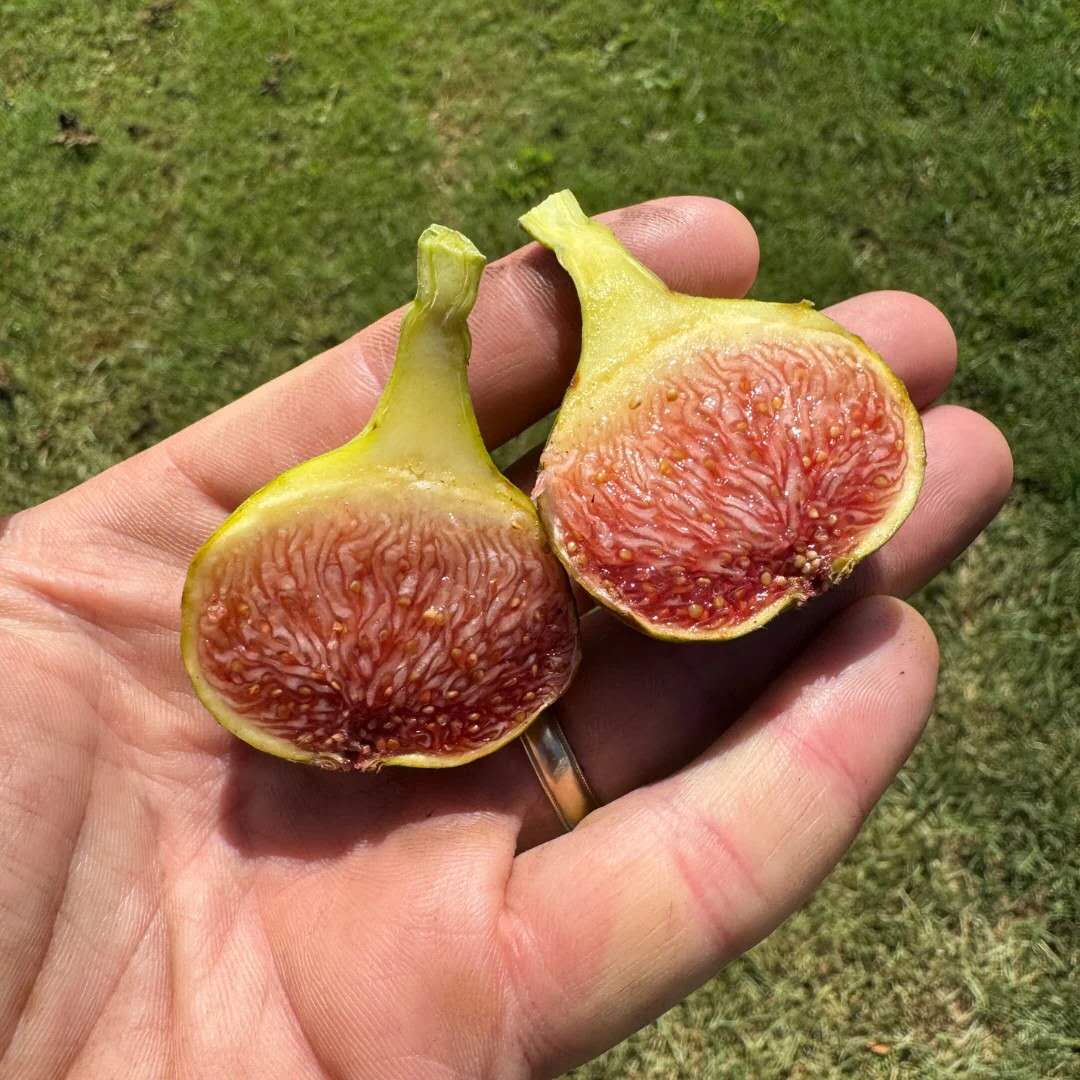 小果迷-种植爱好者交流互动平台