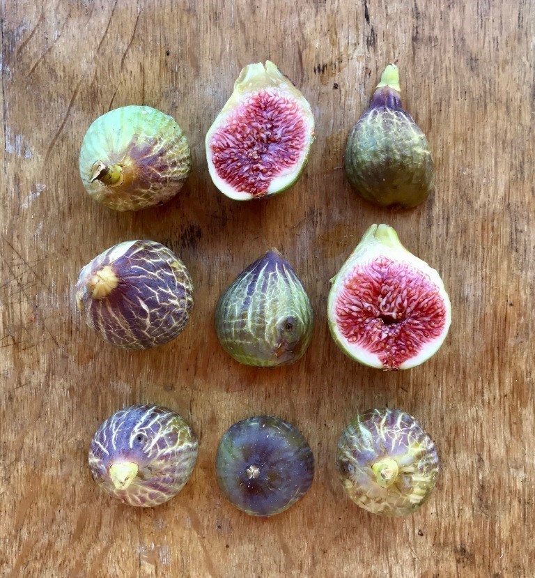 小果迷-种植爱好者交流互动平台