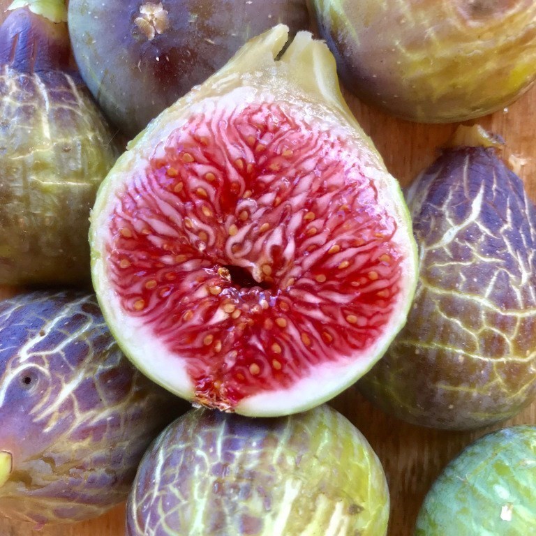 小果迷-种植爱好者交流互动平台