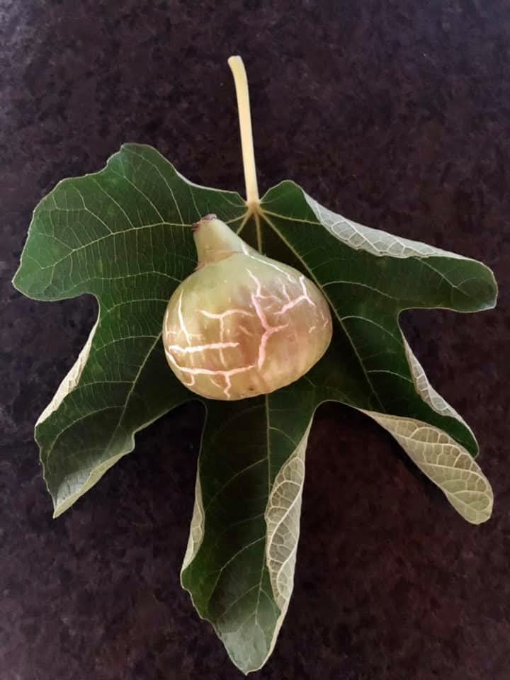 小果迷-种植爱好者交流互动平台