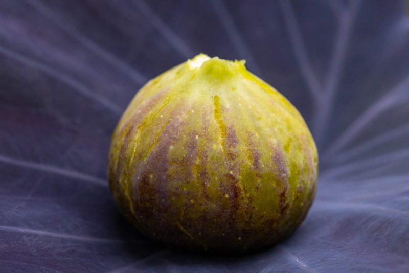 小果迷-种植爱好者交流互动平台