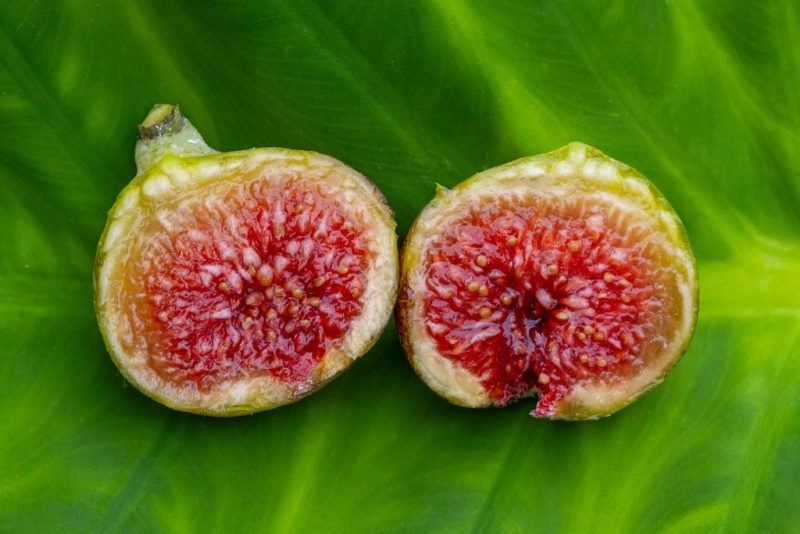 小果迷-种植爱好者交流互动平台