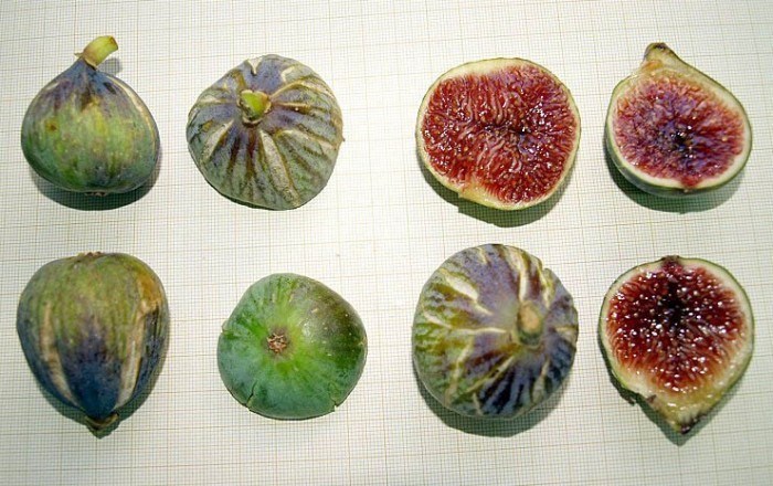 小果迷-种植爱好者交流互动平台