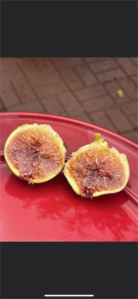 小果迷-种植爱好者交流互动平台