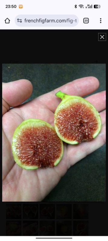 小果迷-种植爱好者交流互动平台