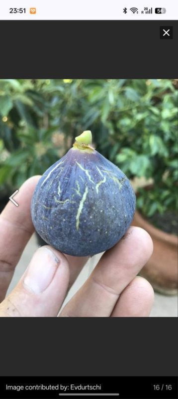 小果迷-种植爱好者交流互动平台