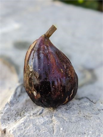 小果迷-种植爱好者交流互动平台