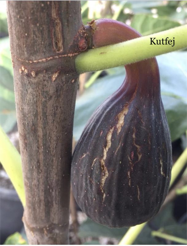 小果迷-种植爱好者交流互动平台