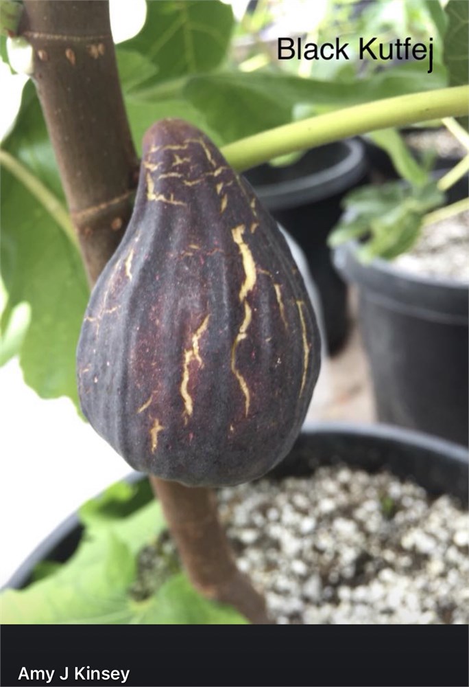 小果迷-种植爱好者交流互动平台