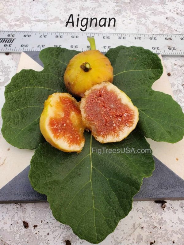 小果迷-种植爱好者交流互动平台