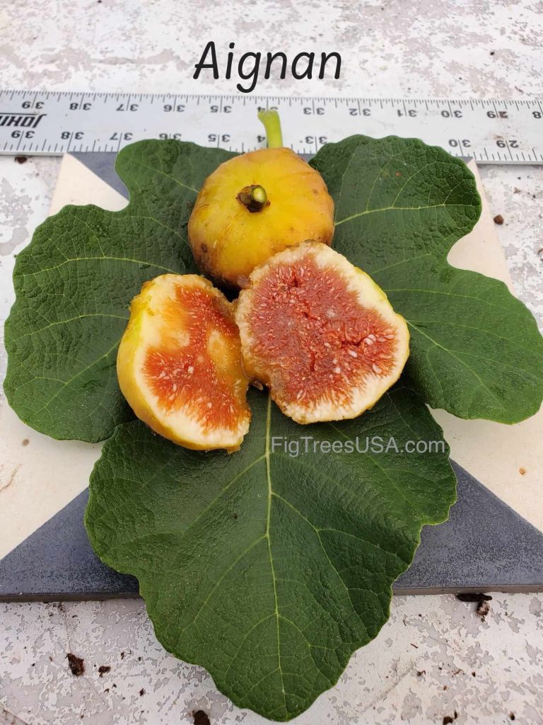 小果迷-种植爱好者交流互动平台