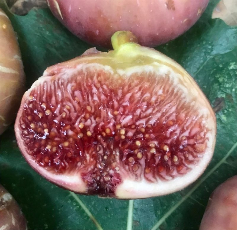 44.艾甘/艾尼昂 Aigan/Aignan FdM（Vinnyfigs.UK）-小果迷