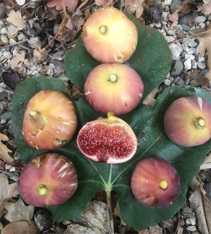 小果迷-种植爱好者交流互动平台