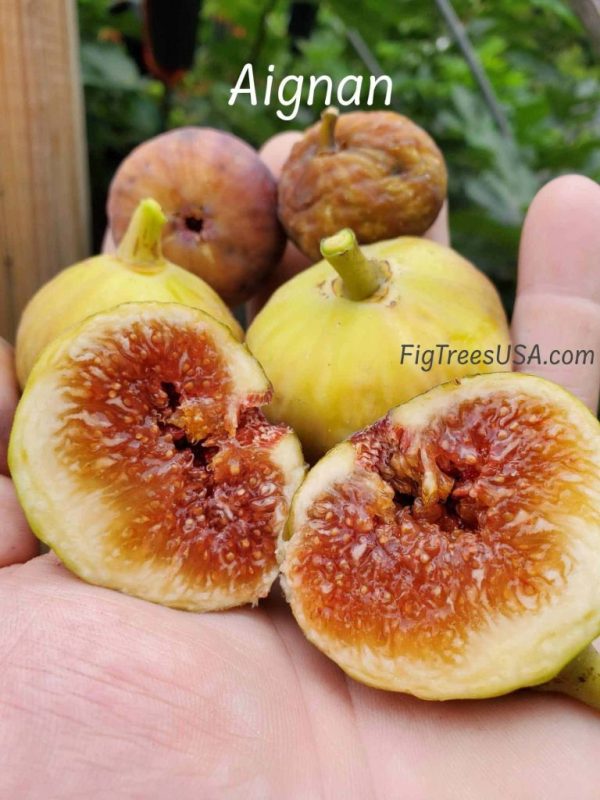 小果迷-种植爱好者交流互动平台