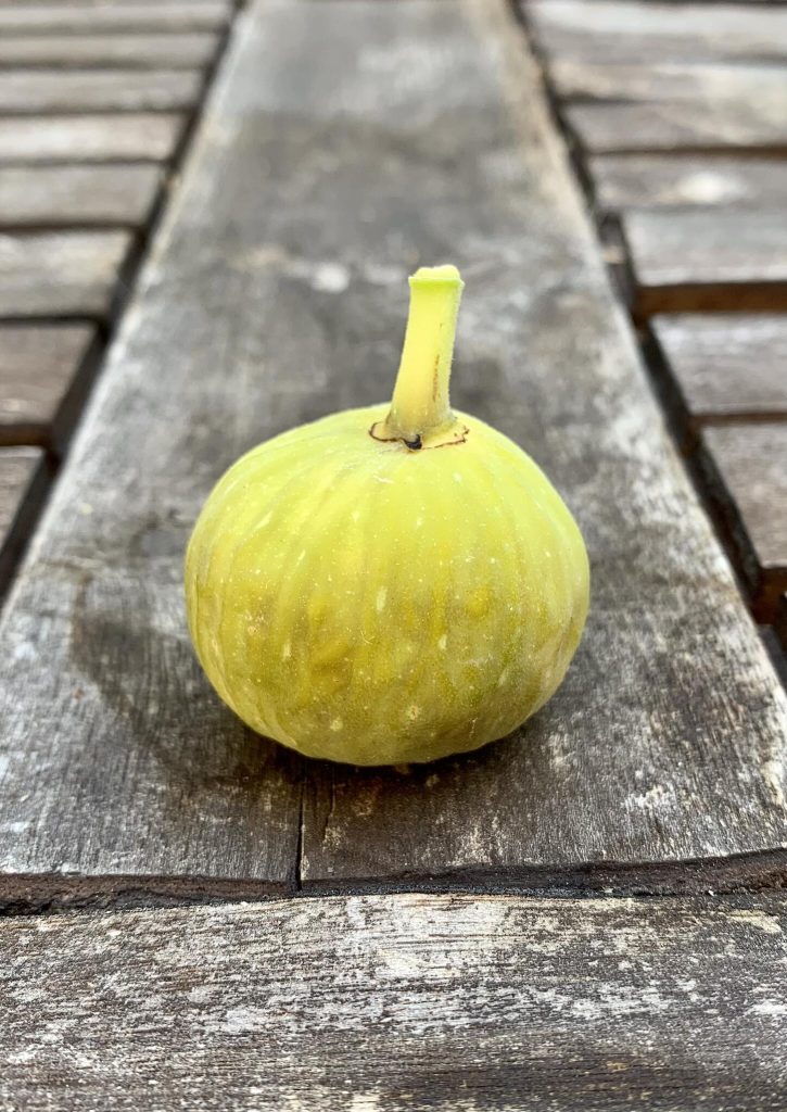 小果迷-种植爱好者交流互动平台