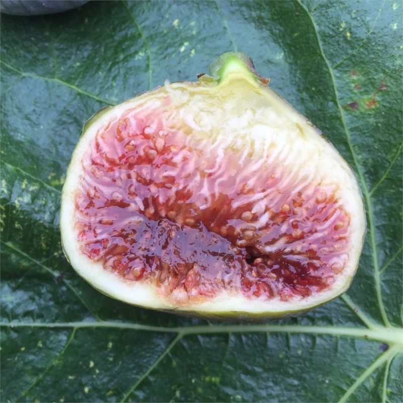 小果迷-种植爱好者交流互动平台