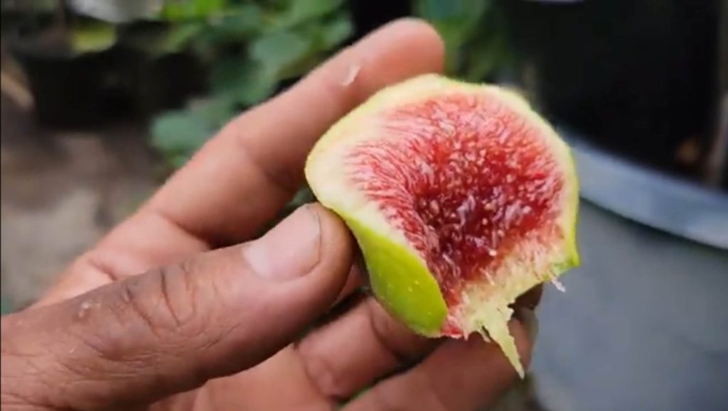 小果迷-种植爱好者交流互动平台