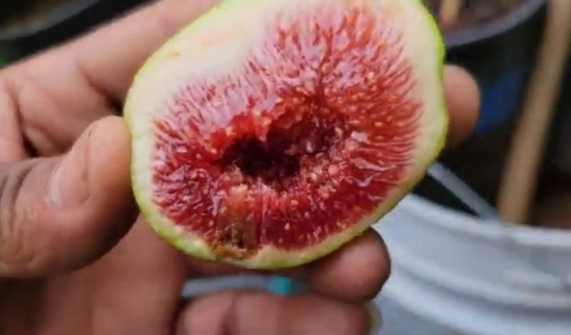 小果迷-种植爱好者交流互动平台