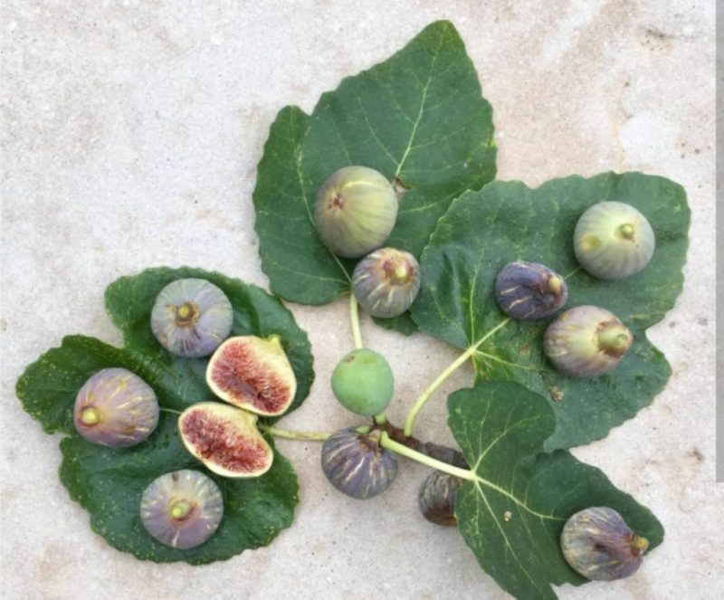 小果迷-种植爱好者交流互动平台