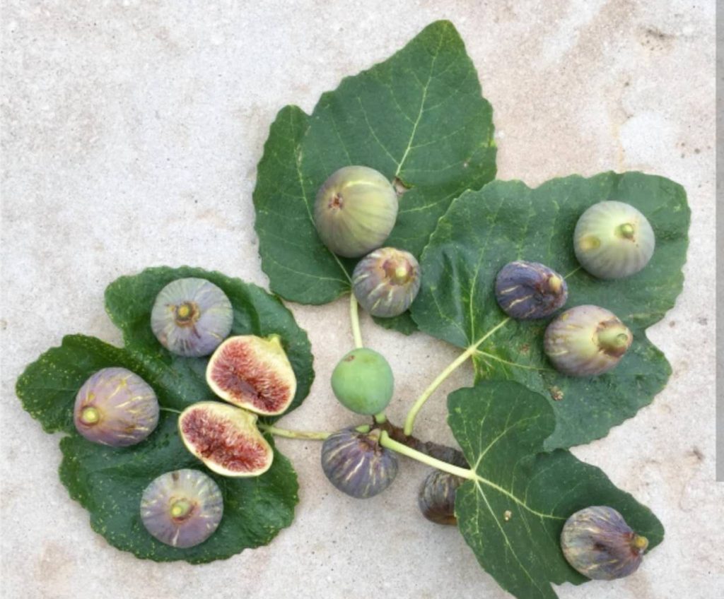 小果迷-种植爱好者交流互动平台