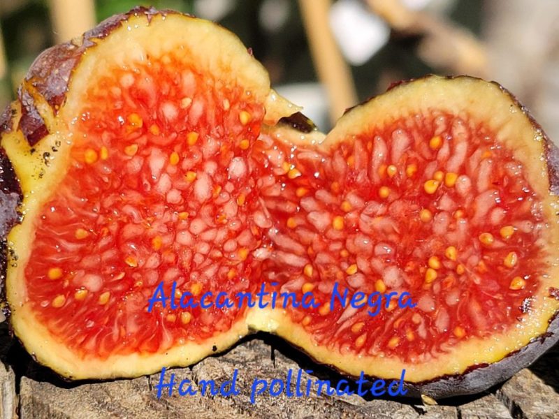 小果迷-种植爱好者交流互动平台