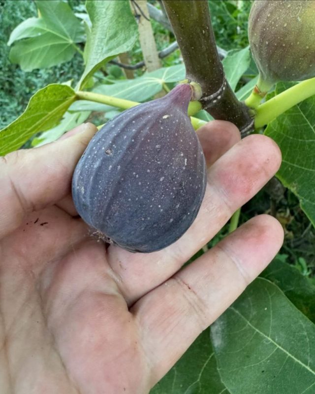 小果迷-种植爱好者交流互动平台