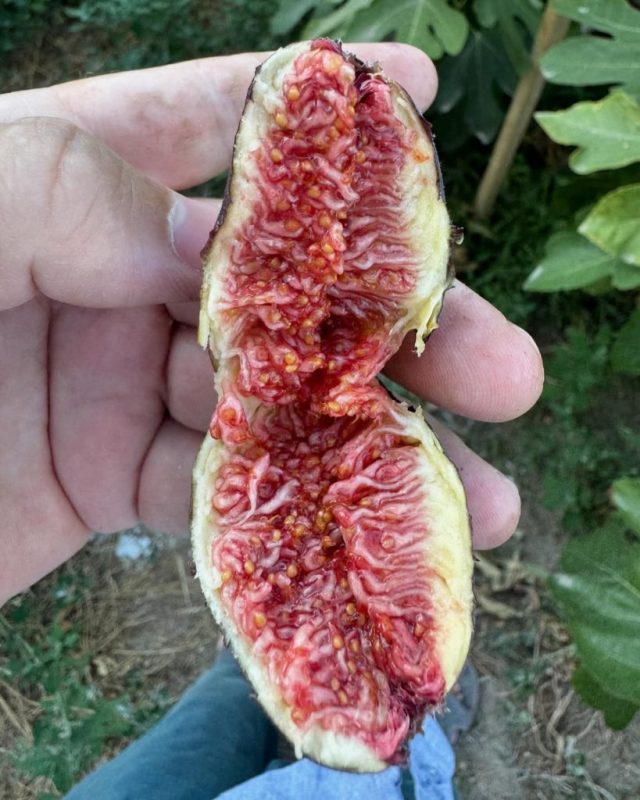 小果迷-种植爱好者交流互动平台