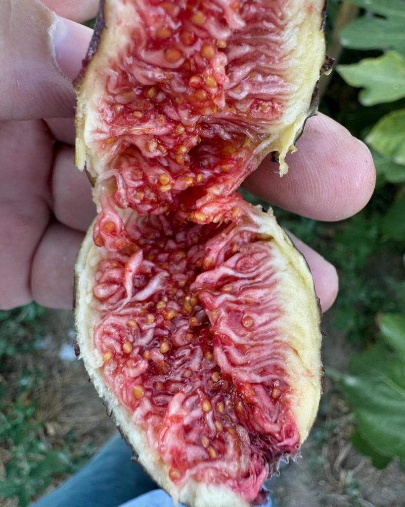 小果迷-种植爱好者交流互动平台