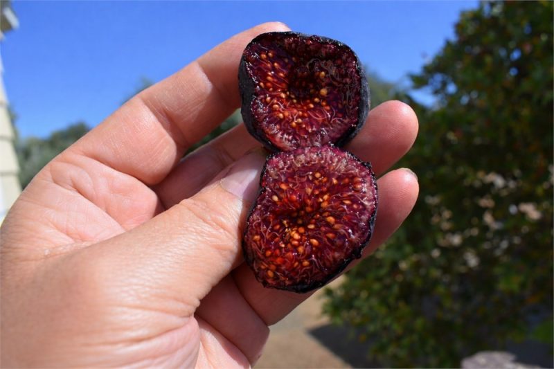 小果迷-种植爱好者交流互动平台