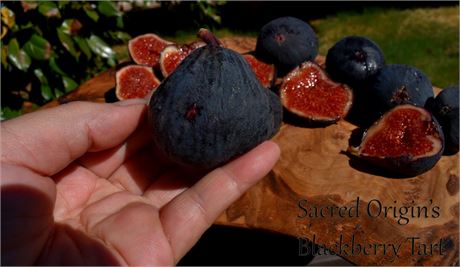 小果迷-种植爱好者交流互动平台