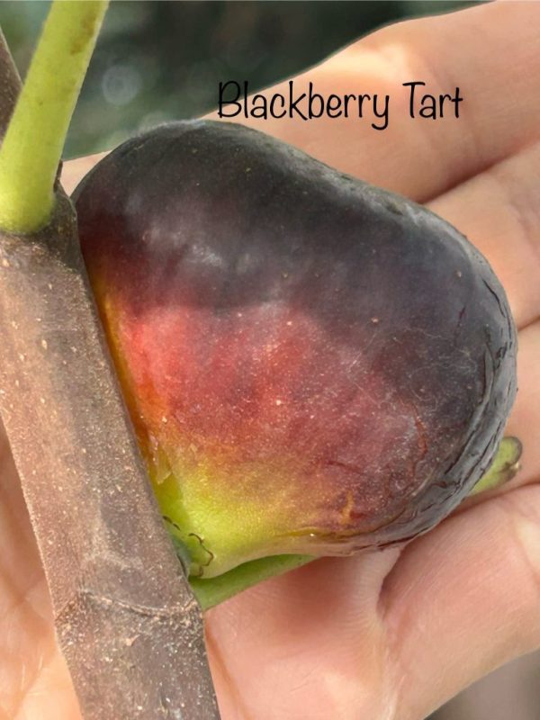 小果迷-种植爱好者交流互动平台