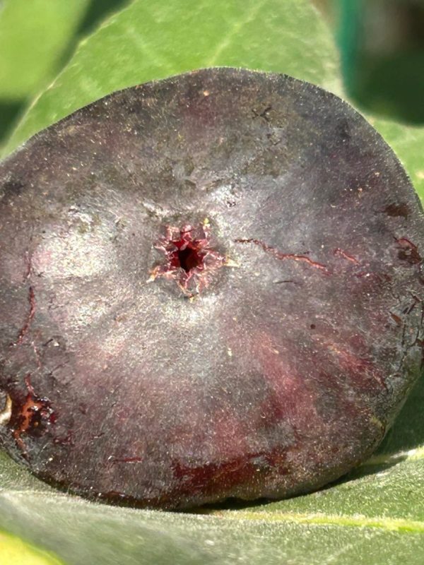 小果迷-种植爱好者交流互动平台