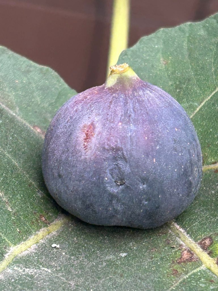 小果迷-种植爱好者交流互动平台