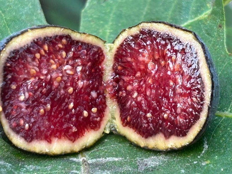 小果迷-种植爱好者交流互动平台