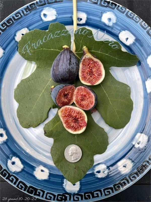 小果迷-种植爱好者交流互动平台