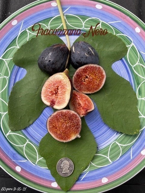 小果迷-种植爱好者交流互动平台